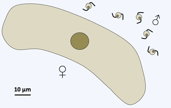 Figure 318.coelotropha