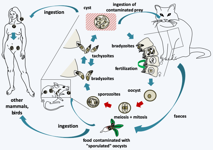 Figure 319.toxoplasma