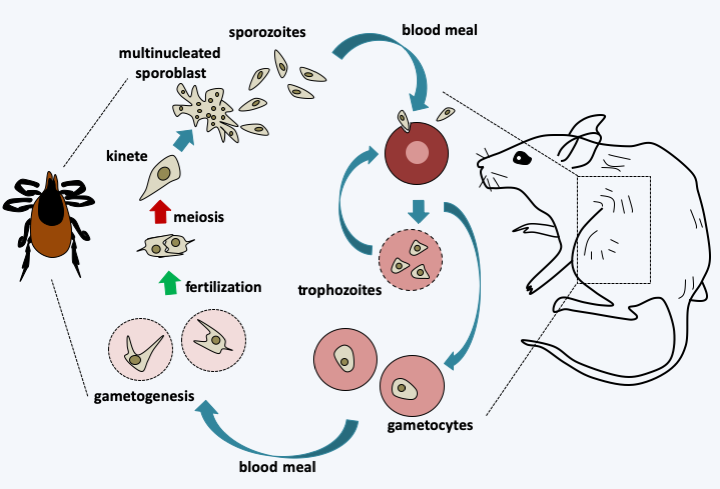 Figure 320.babesia