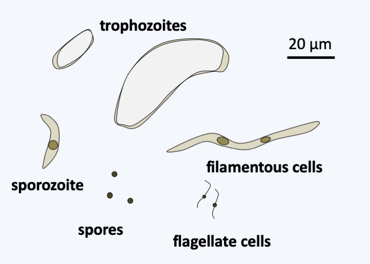 Figure 321.nephromyces