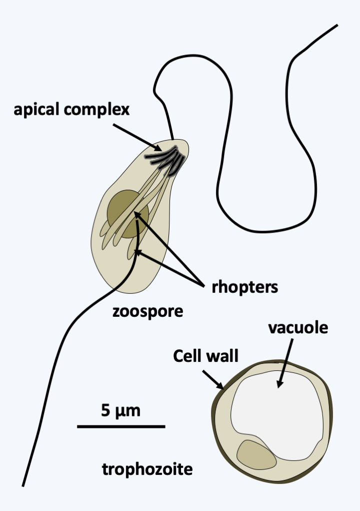 Figure 322.perkinsus