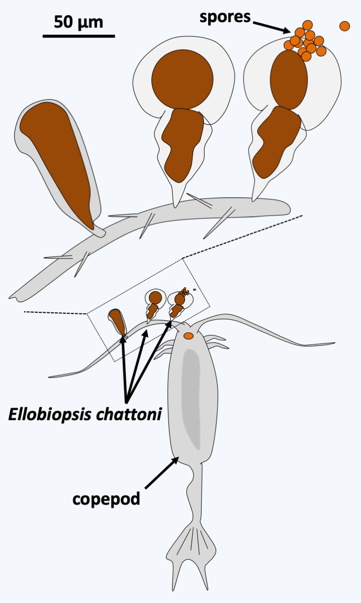 Figure 323.ellobiopsis