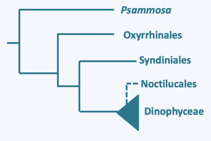 Figure 325.dino-phylo