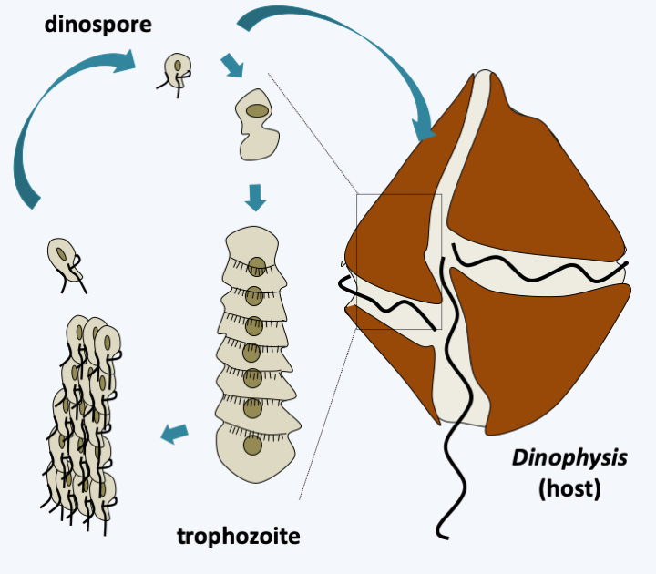 Figure 327.malv