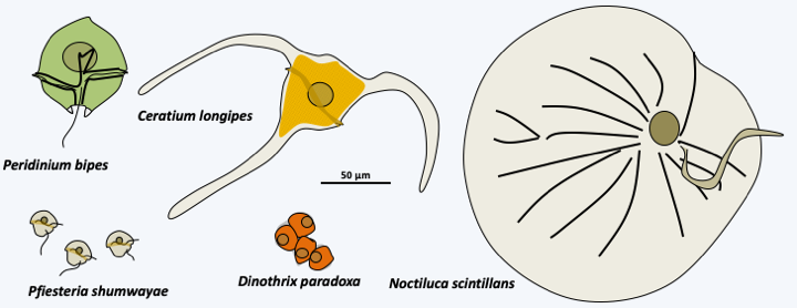 Figure 328.dinophyceae