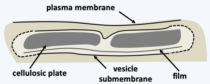 Figure 329.amphiesma