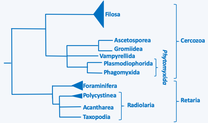 Figure 331.rhizaria-phylo