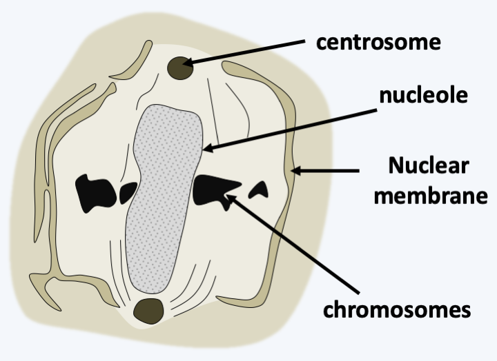 Figure 332.plasmodiophora