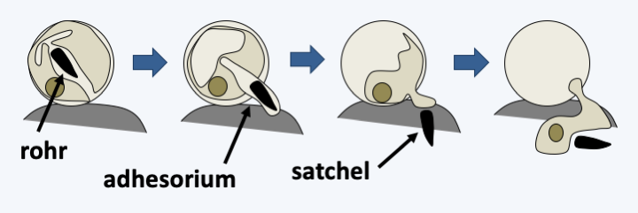 Figure 333.penetrate