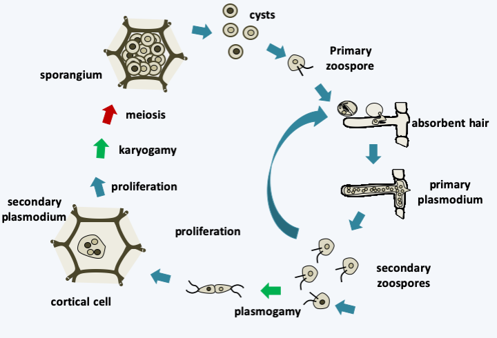 Rhizaria | Microbial Eukaryotes