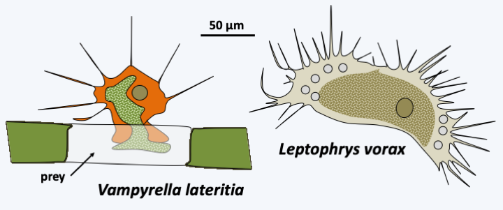 Figure 335.vampyrellid