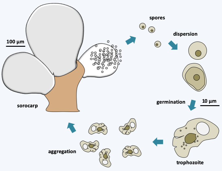 Figure 337.guttulinopsis