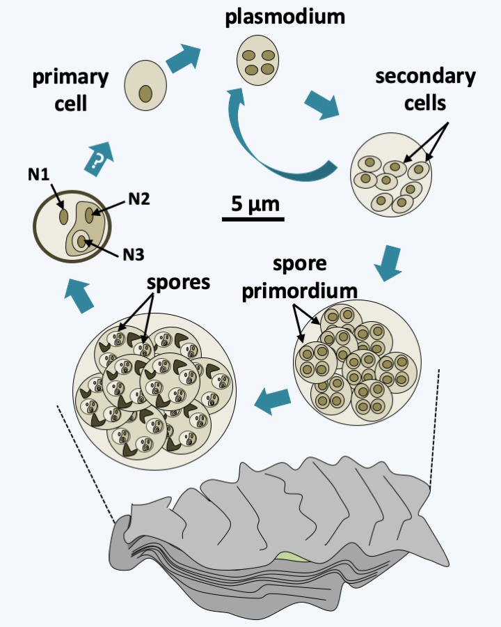 Figure 338.marteilia