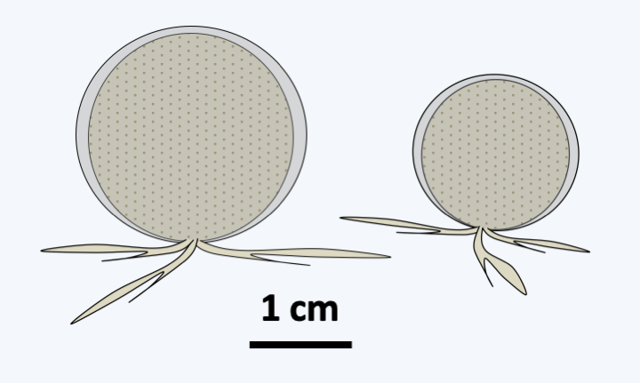 Figure 339.gromia