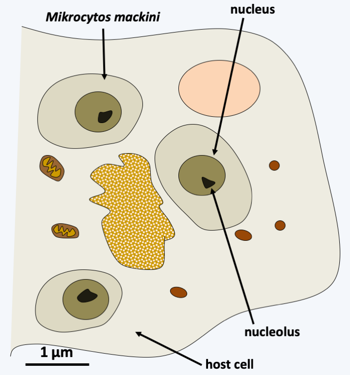 Figure 340.mikrocystis