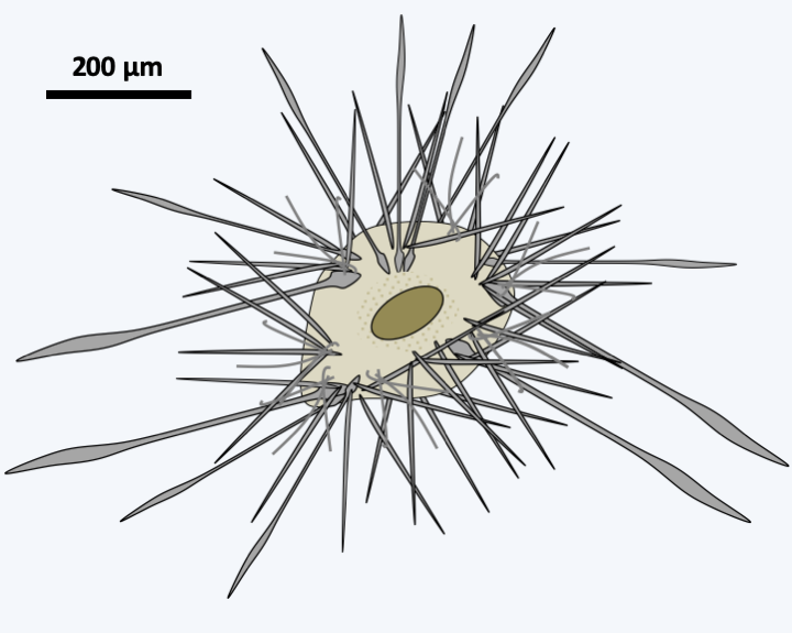 Figure 341.rad-b