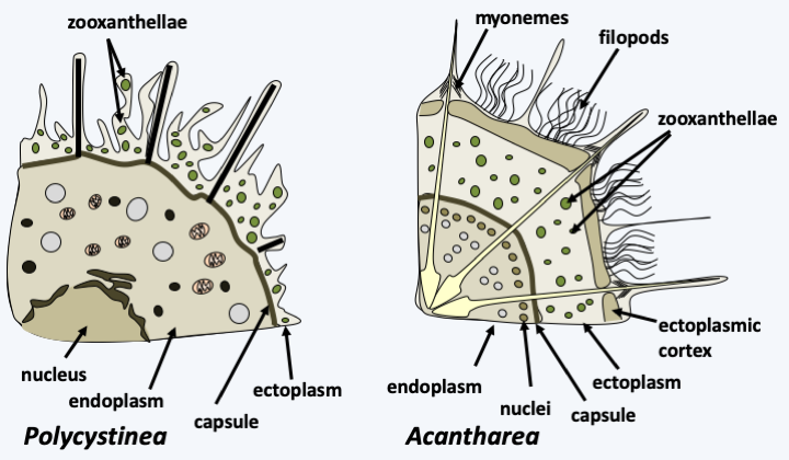 Figure 343.retaria