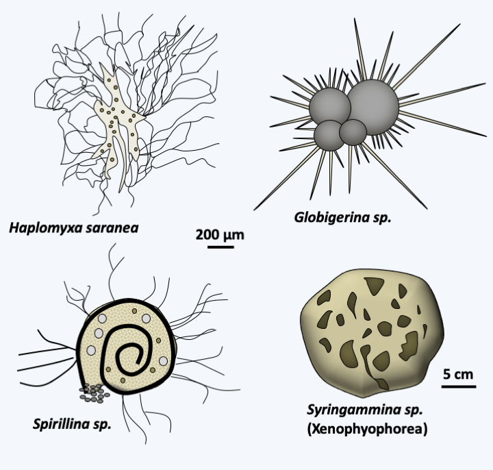 Figure 345.forams