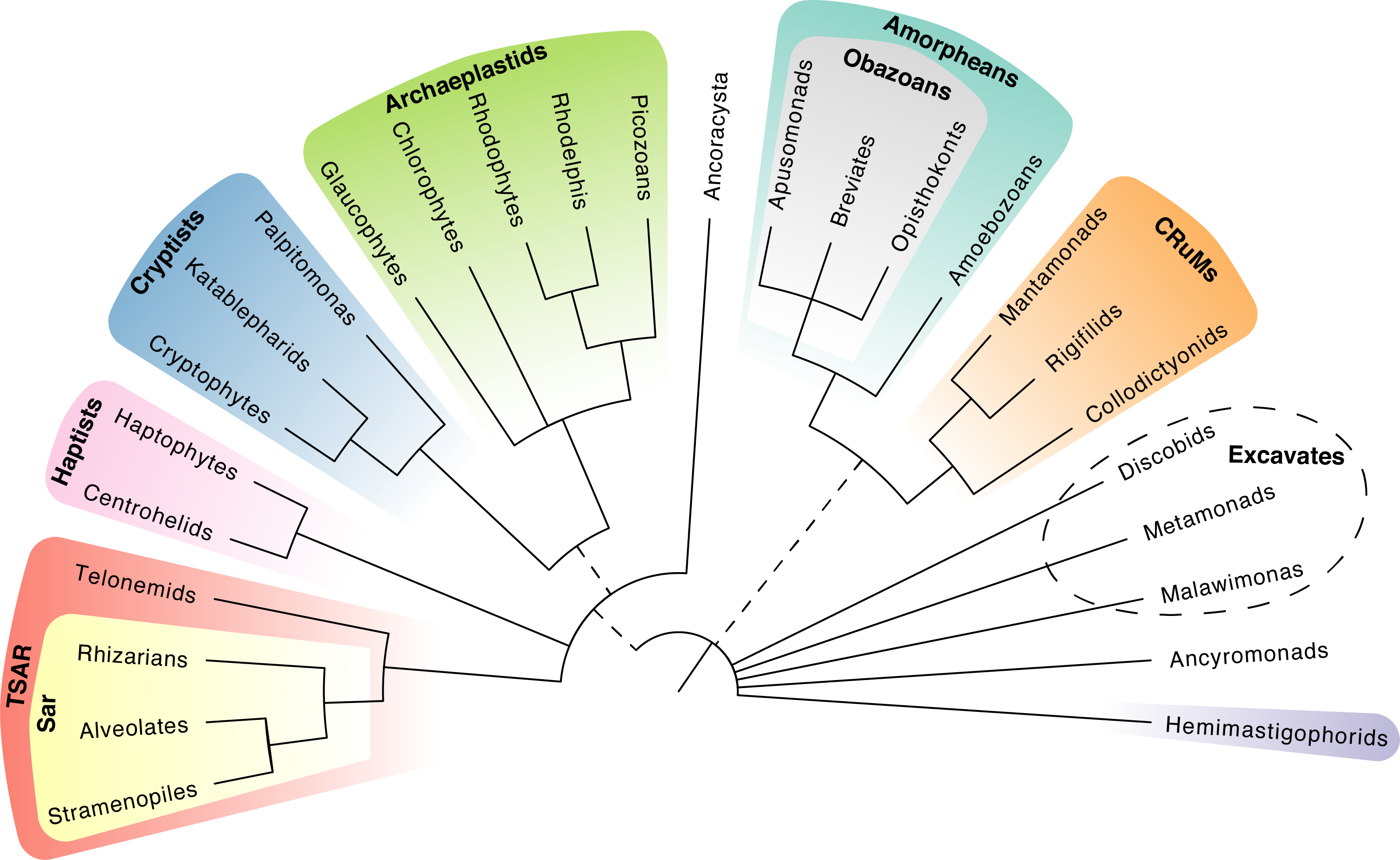 Eukaryotic tree of life